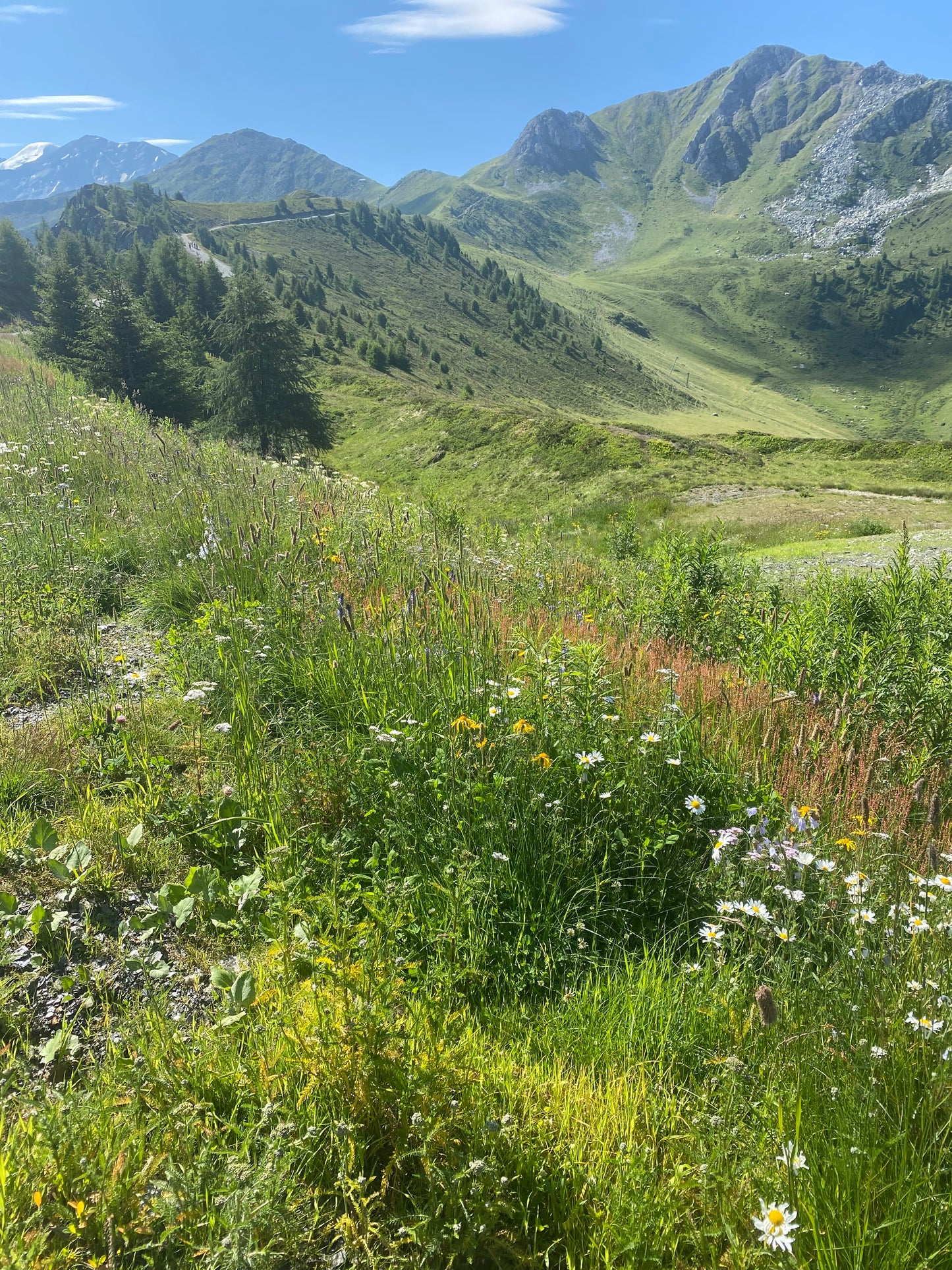 Half day guided walking in Verbier