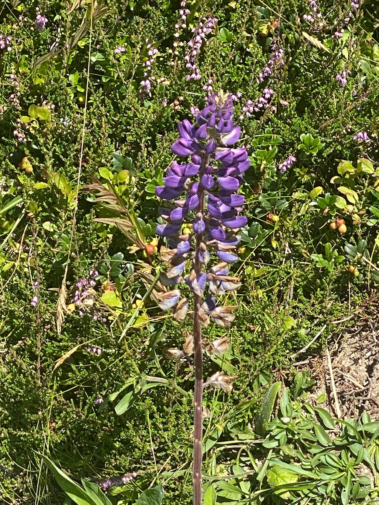 Full day guided walking in Verbier